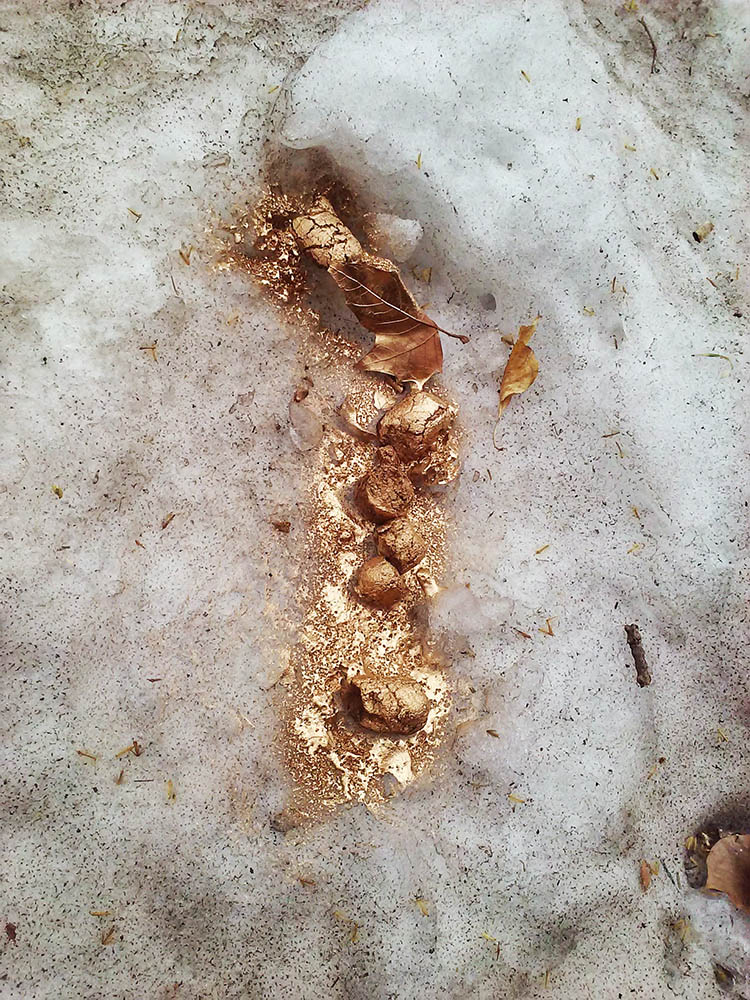 Gold Painted Dog Poop - Brooklyn Turd